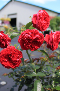 Nursery Stock 1